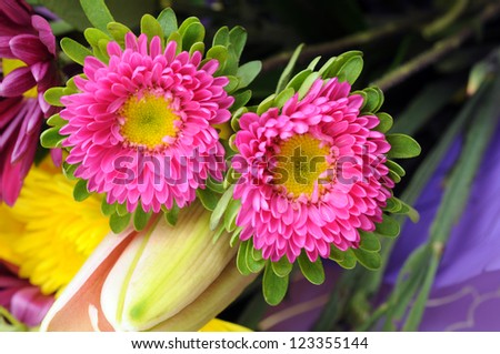 two mum flower for background uses