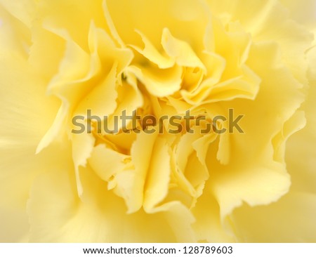 closeup of yellow carnation for background uses