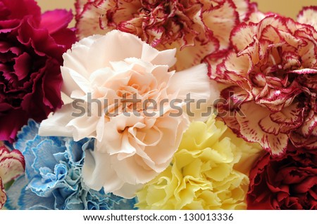 blue, purple, yellow, red carnation for background uses