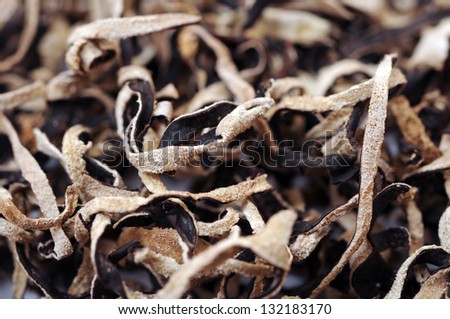 black dried fungi  for background  uses