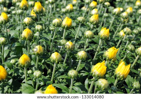 mum flower with yellow bud