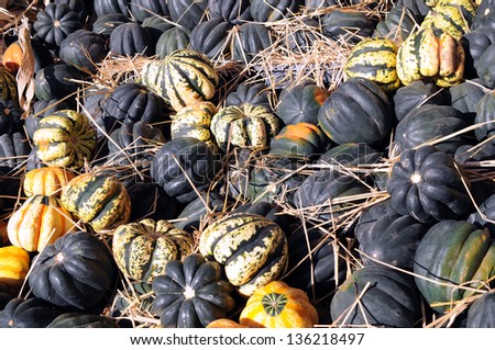 acorn squash at outdoor market place in sunny day