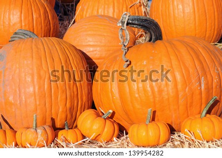 Pumpkin and Fall season decoration in sunny day