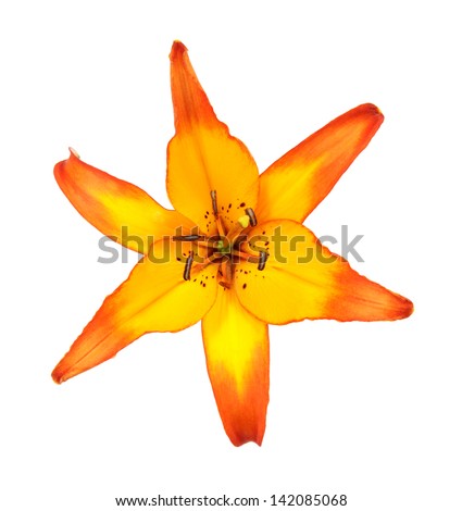 Orange Lily flower isolated on white background