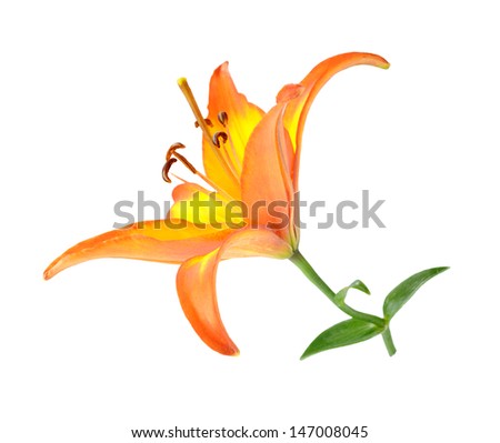 Orange Lily flower isolated on white background