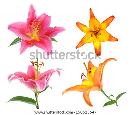 four views of  pink and orange lily flower isolated on white