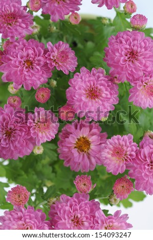 pink mum flower for background uses