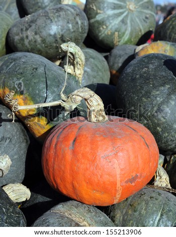 mini pumpkins at market place