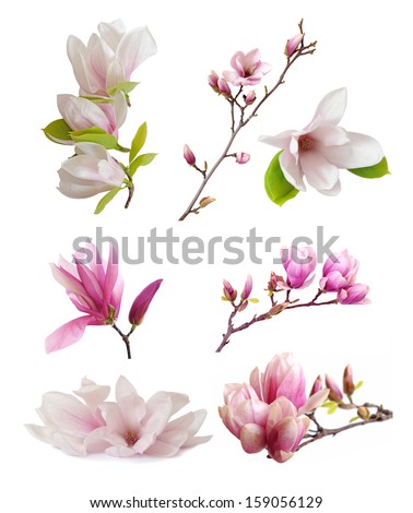 Magnolia Flowers Isolated On White