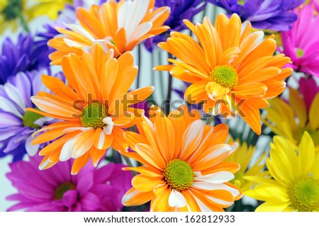 mix mum flower for background uses