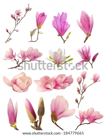 a collection of pink magnolia flowers isolated on white background