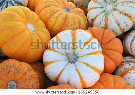 a lot of mini pumpkins at market place