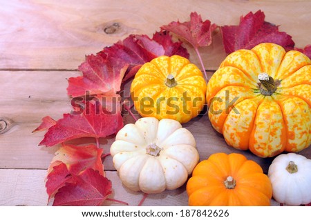 mini pumpkin for Halloween and Fall decoration