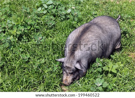 female Vietnamese pig in yard.  This kind of animal is smart as dog.