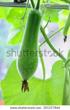 young winter melon on its tree