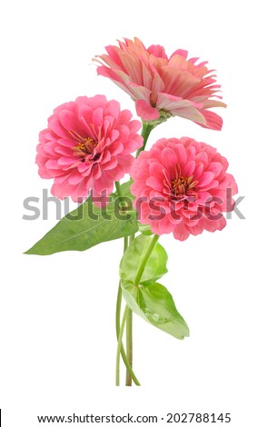 three branches of pink zinnia flowers isolated on white