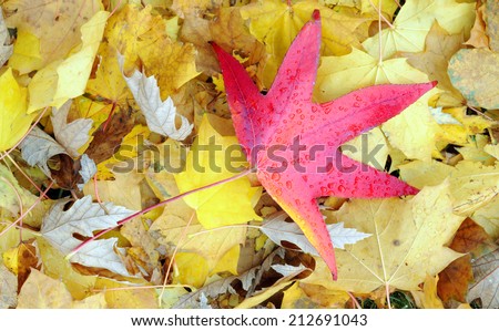 red maple leaf distinct on yellow maple leaves