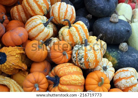 mini pumpkin and gourd squash at outdoor market place
