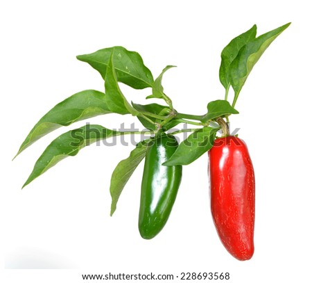 red and green Jalapeno Pepper isolated on White Background