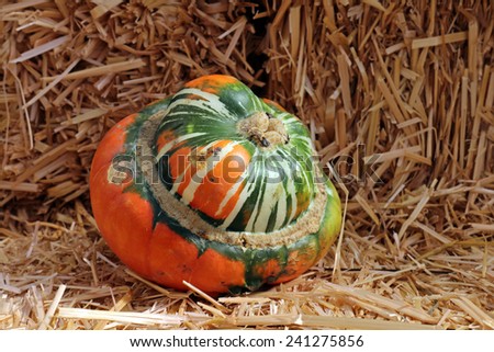 Turban Squash with hay for Fall decoration