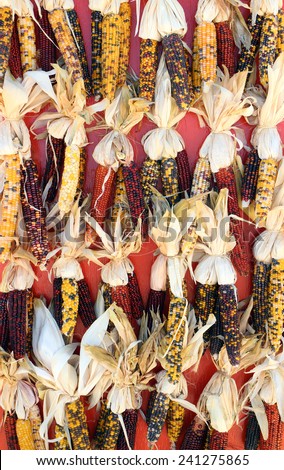 colorful dried corn bunch for Fall decoration