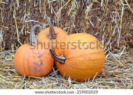 some pumpkin with hay for Fall decoration