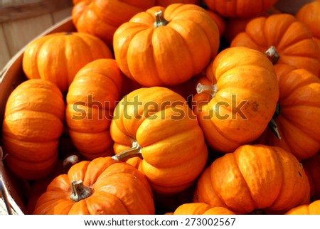 mini pumpkin in bucket for Autumn season