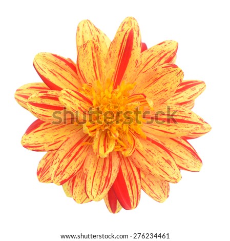 two tone yellow and red dahlia flower isolated on white background