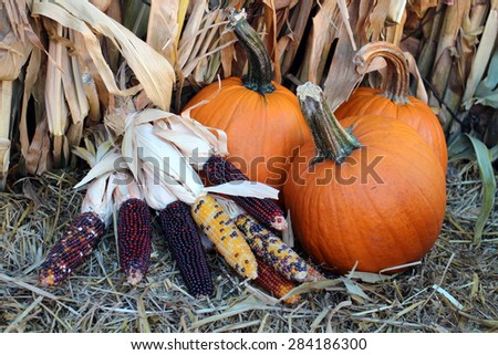 dried corn and pumpkin for Fall season decoration