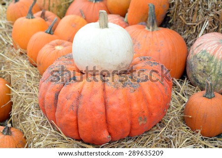 some pumpkin with hay for Fall decoration at market place