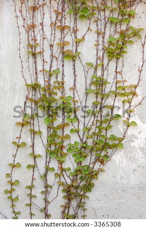ivy climb on wall