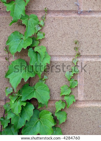 ivy climb on wall