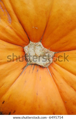 giant pumpkin close-up