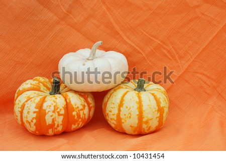 mini pumpkins for Halloween or Harvest theme