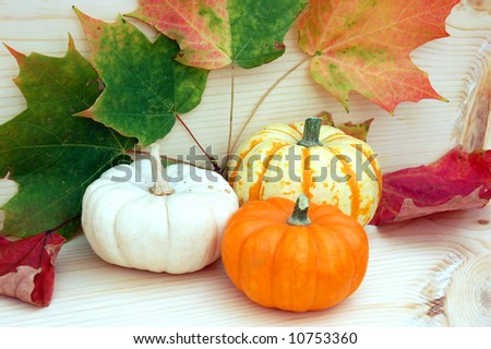 mini pumpkin in harvest decoration