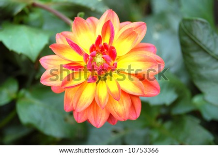 Aster Flower Colors