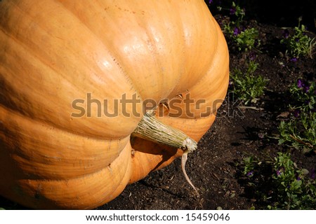 giant pumpkin on ground in the garden (Halloween decoration)