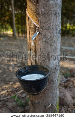 Rubber, latex, rubber tapping, rubber plantations in Thailand.