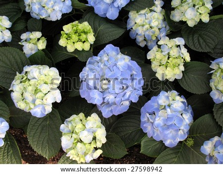 Bigleaf Hydrangea