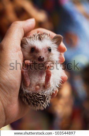 african pygmy hedgehog on hand holding