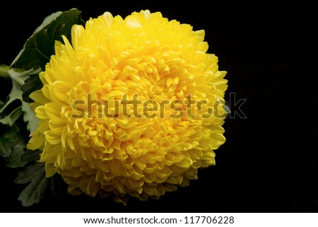 Yellow chrysanthemum isolated on black background