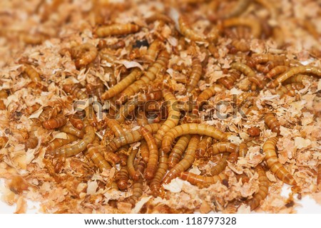 meal worms in wheat bran
