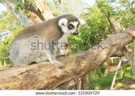 Ring-tailed lemur sitting on the tree