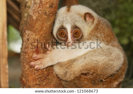 slow loris monkey climb on the tree