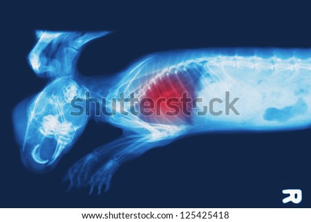 x-ray image of bunny, chest X-rays  show pulmonary disease