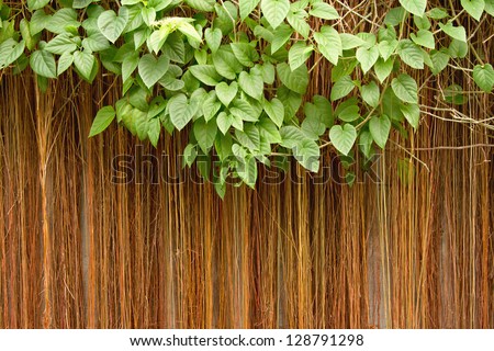 Nature background,leaves frame,Vines (cissus sicyoides) Background,The vines climbing the roof