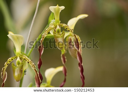 Lady\'s slipper Paphiopedilum Orchid ,Paphiopedilum parishii wild orchid