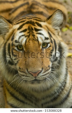 closeup tiger face