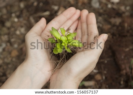 hand holding a fresh young plant.saving new life (selective focus)