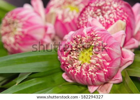 Closeup of lotus flowers for buddhist prayer